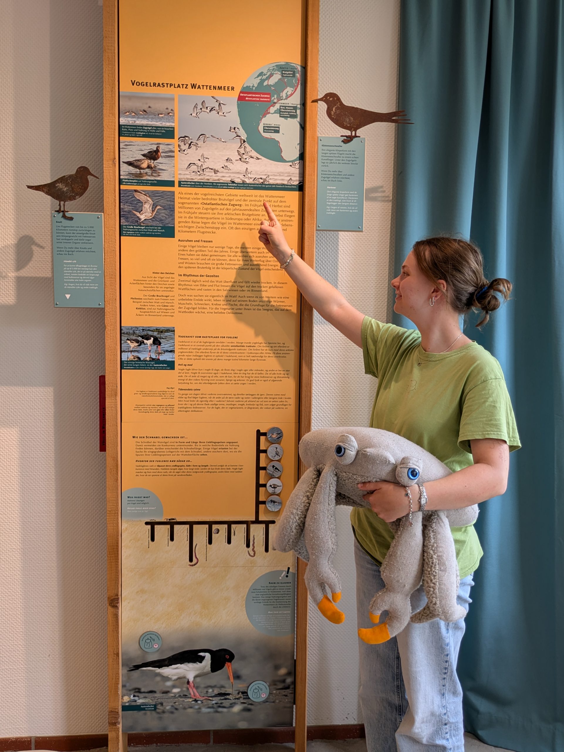 Eine junge Frau in grünem T-Shirt steht vor einer hohen Ausstellungstafel mit der Überschrift „Vogelrastplatz Wattenmeer". Sie zeigt mit dem Zeigefinger auf einen Abschnitt der Tafel. Im anderen Arm hält sie ein großes Plüschtier mit blauen Knopfaugen und orangefarbenen Füßen. An der Wand sind Scherenschnitte von Watvögeln befestigt.