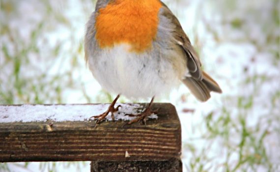 Das Foto zeigt ein Rotkehlchen im Winter auf einem Holzpfosten