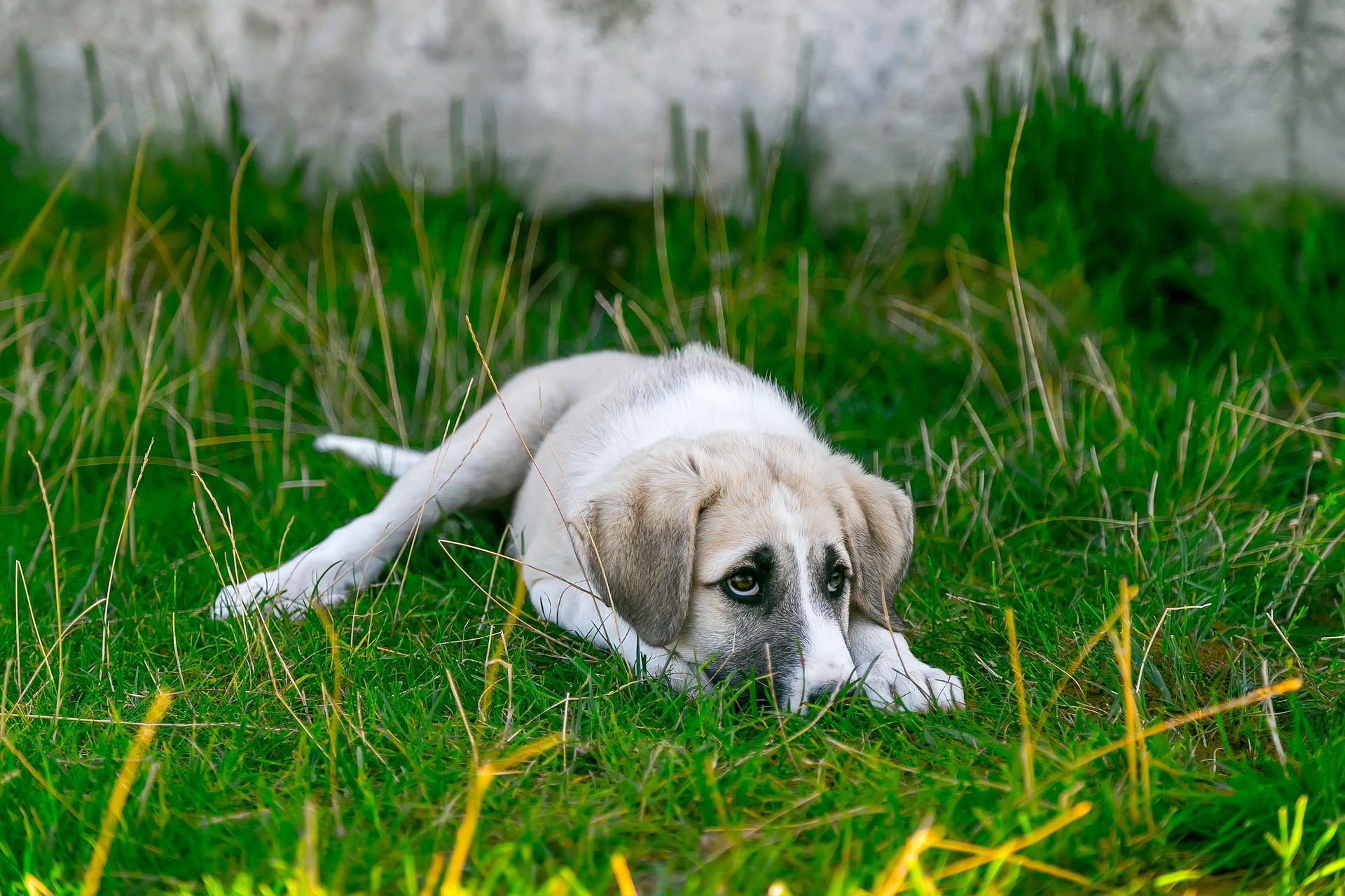 Welpe liegt mit traurigem Blick im Gras