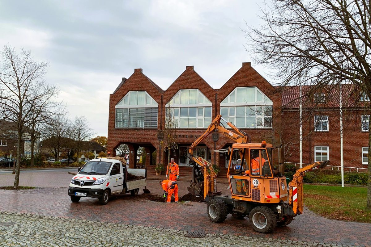 Der Bauhof ist fleißig und pflanzt eine junge Linde... 